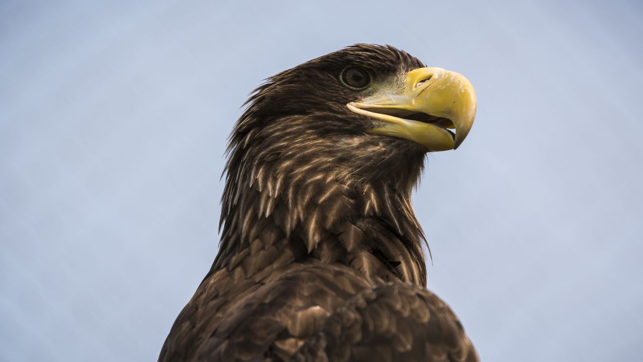 Wallpaper eagle, bird, beak, brown