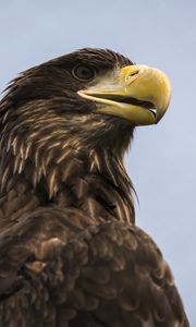 Preview wallpaper eagle, bird, beak, brown