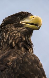 Preview wallpaper eagle, bird, beak, brown
