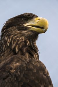 Preview wallpaper eagle, bird, beak, brown