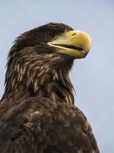 Preview wallpaper eagle, bird, beak, brown