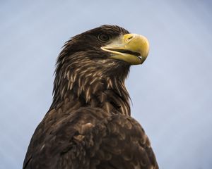 Preview wallpaper eagle, bird, beak, brown