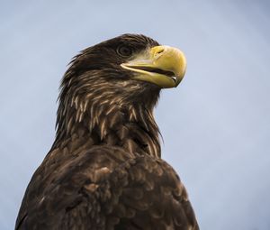 Preview wallpaper eagle, bird, beak, brown