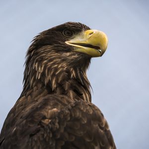 Preview wallpaper eagle, bird, beak, brown