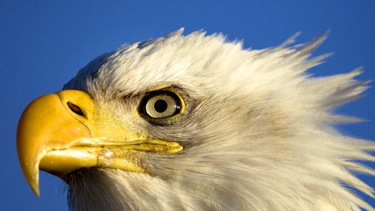 Wallpaper eagle, bird, beak, predator
