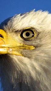 Preview wallpaper eagle, bird, beak, predator