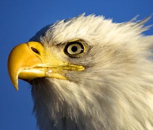 Preview wallpaper eagle, bird, beak, predator