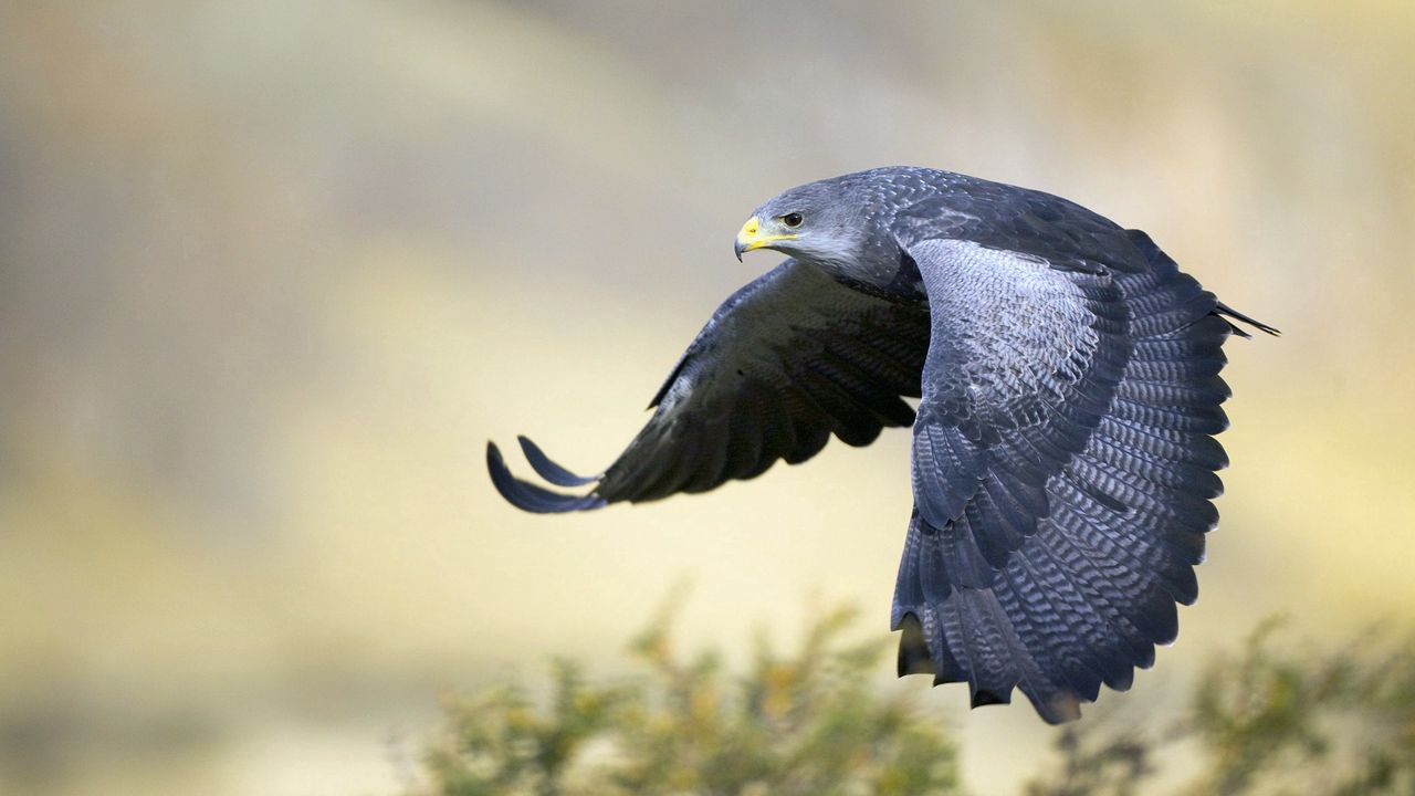 Wallpaper eagle, bird, beak, feathers, flapping, predator