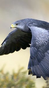 Preview wallpaper eagle, bird, beak, feathers, flapping, predator