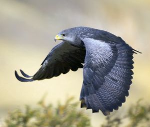 Preview wallpaper eagle, bird, beak, feathers, flapping, predator