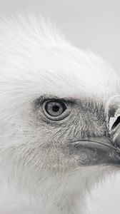 Preview wallpaper eagle, bird, beak, predator