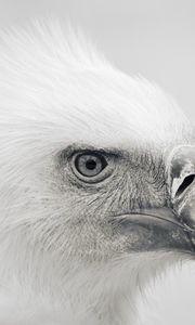 Preview wallpaper eagle, bird, beak, predator