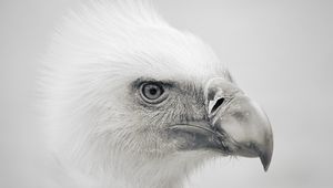 Preview wallpaper eagle, bird, beak, predator