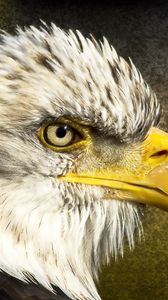 Preview wallpaper eagle, bird, beak, head, feathers