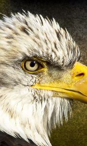 Preview wallpaper eagle, bird, beak, head, feathers