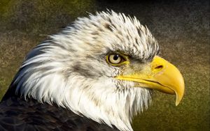 Preview wallpaper eagle, bird, beak, head, feathers