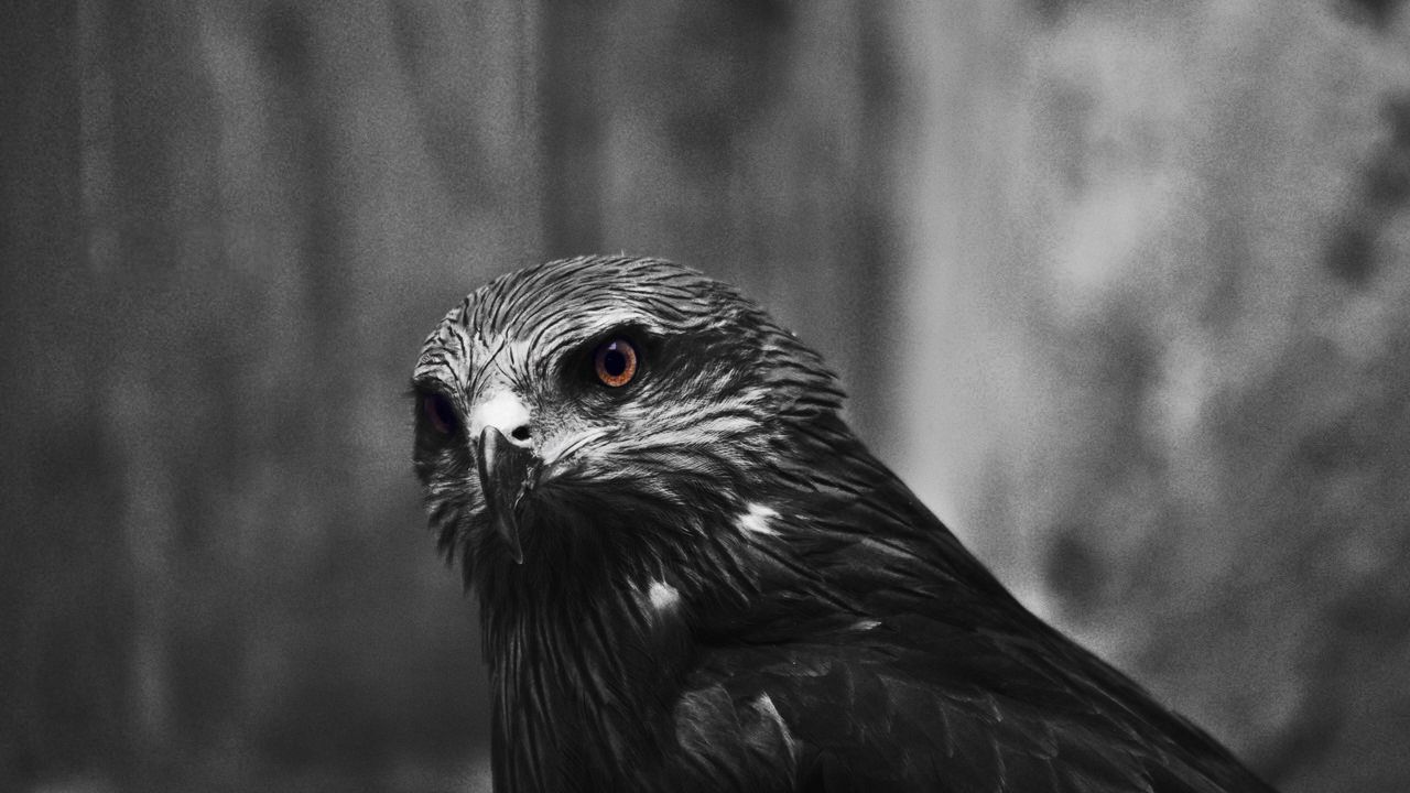 Wallpaper eagle, bird, beak