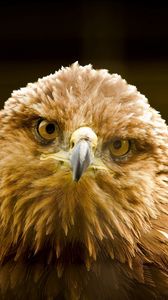 Preview wallpaper eagle, bird, beak