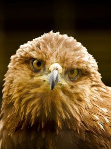 Preview wallpaper eagle, bird, beak