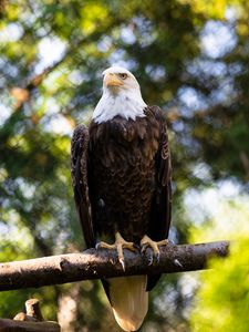 Preview wallpaper eagle, bird, branch, blur, wildlife