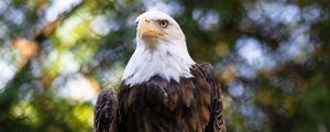 Preview wallpaper eagle, bird, branch, blur, wildlife