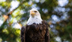 Preview wallpaper eagle, bird, branch, blur, wildlife