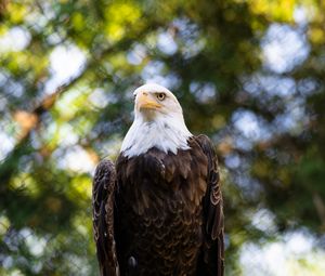 Preview wallpaper eagle, bird, branch, blur, wildlife