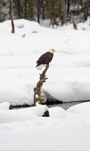 Preview wallpaper eagle, bird, branch, snow