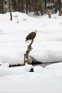 Preview wallpaper eagle, bird, branch, snow