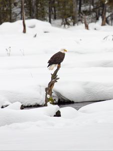 Preview wallpaper eagle, bird, branch, snow