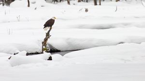 Preview wallpaper eagle, bird, branch, snow