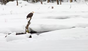 Preview wallpaper eagle, bird, branch, snow