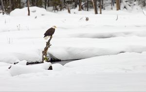 Preview wallpaper eagle, bird, branch, snow