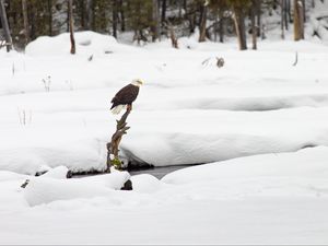 Preview wallpaper eagle, bird, branch, snow