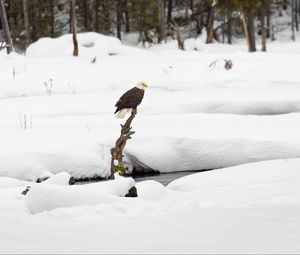 Preview wallpaper eagle, bird, branch, snow