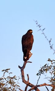 Preview wallpaper eagle, bird, branch, predator, wildlife