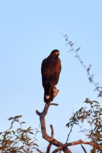 Preview wallpaper eagle, bird, branch, predator, wildlife