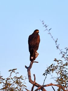Preview wallpaper eagle, bird, branch, predator, wildlife