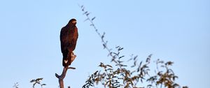 Preview wallpaper eagle, bird, branch, predator, wildlife