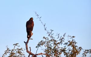 Preview wallpaper eagle, bird, branch, predator, wildlife