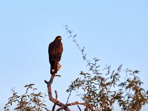 Preview wallpaper eagle, bird, branch, predator, wildlife