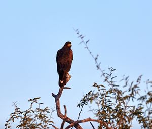 Preview wallpaper eagle, bird, branch, predator, wildlife