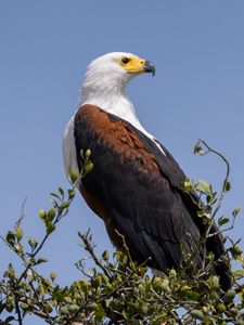 Preview wallpaper eagle, bird, branches, leaves, sky, wildlife