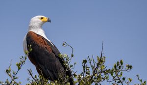 Preview wallpaper eagle, bird, branches, leaves, sky, wildlife