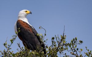 Preview wallpaper eagle, bird, branches, leaves, sky, wildlife