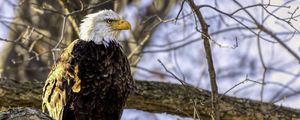 Preview wallpaper eagle, bird, branches, wildlife, blur