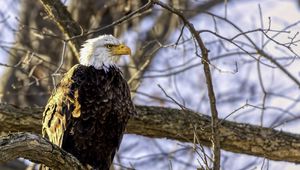 Preview wallpaper eagle, bird, branches, wildlife, blur