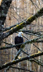 Preview wallpaper eagle, bird, branches, tree, forest