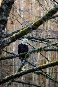Preview wallpaper eagle, bird, branches, tree, forest