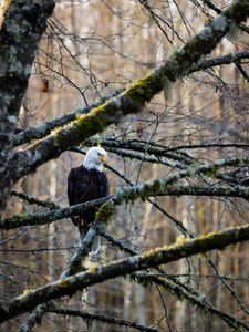 Preview wallpaper eagle, bird, branches, tree, forest